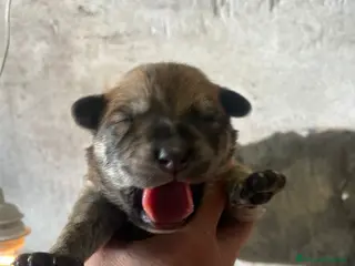 Meticcio cani Regalo cuccioli cane - Annuncio 21
