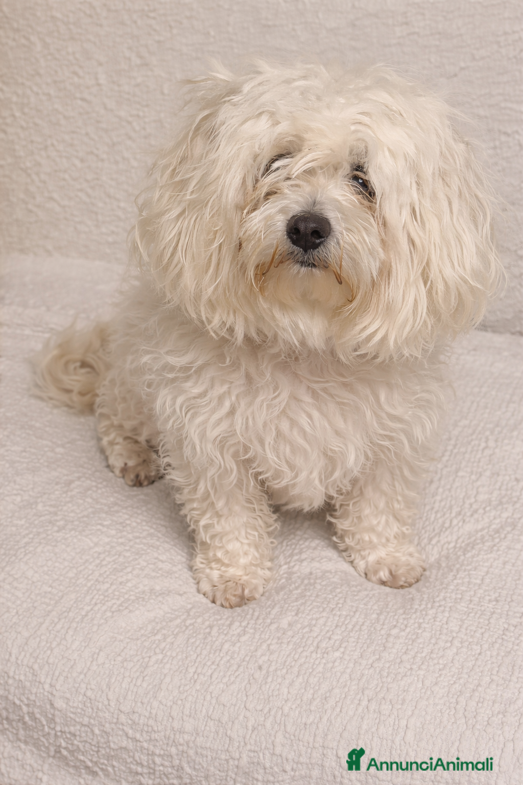 Maltese cani Maltese femmina di 2 anni cerca nuova famiglia ❤️ - Annuncio 6