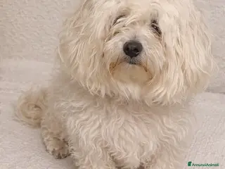 Maltese cani Maltese femmina di 2 anni cerca nuova famiglia ❤️ - Annuncio 6