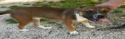 Pitbull cani in regalo: MI ADOTTI? a Città metropolitana di Roma Capitale - Annuncio 1