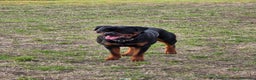 Rottweiler cani per accoppiamento: Rottweiler per monta - Annuncio 6
