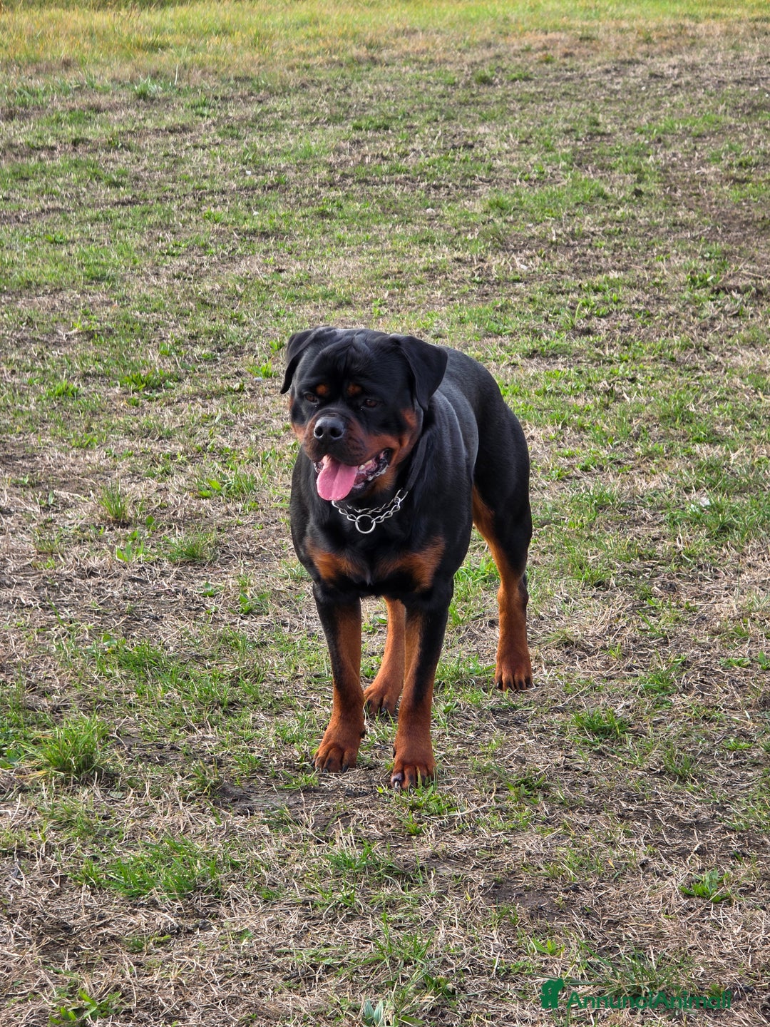 Rottweiler cani per accoppiamento: Rottweiler per monta - Annuncio 6