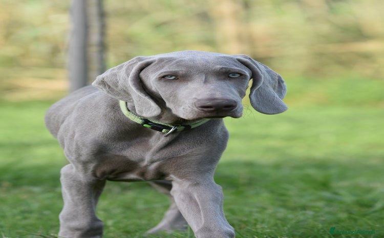 Weimaraner cani a Provincia di Pistoia - Annuncio 1