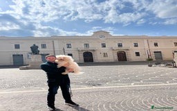 Bichon cani per accoppiamento: Bichon Frise’ Maschio per inseminazione a pagament a Provincia di Salerno - Immagine 5