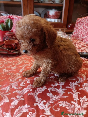 Barboncino cani Barboncini nani red - Annuncio 1