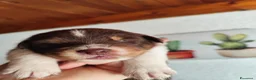 Australian Shepherd cani in vendita: Cuccioli di Australian Shepherd a Libero consorzio comunale di Trapani - Annuncio 4