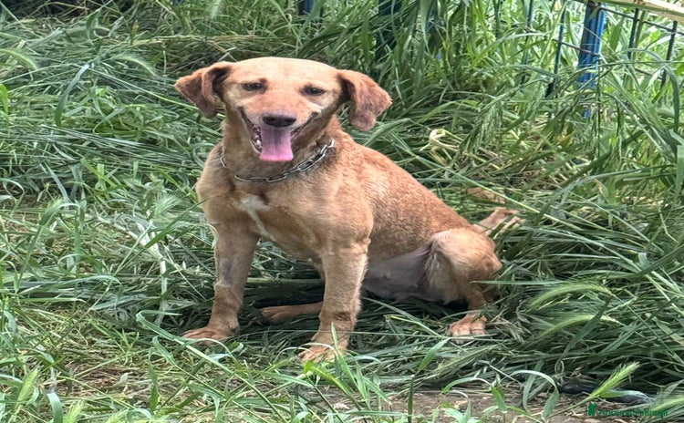 Meticcio cani a Provincia di Teramo - Annuncio 1