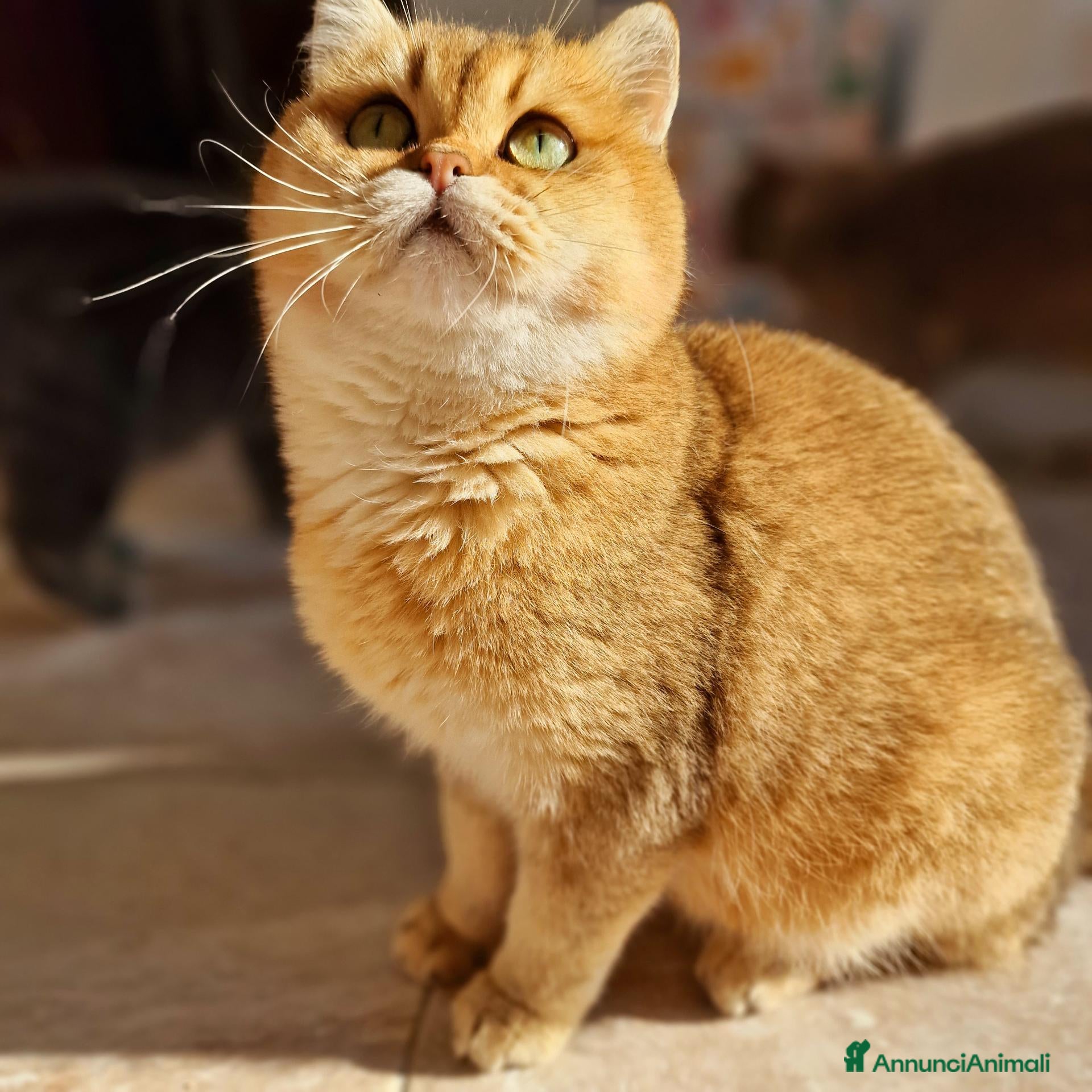 Scottish gatti in vendita: Scottish  - Annuncio 4