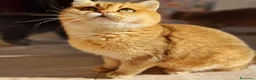 Scottish gatti in vendita: Scottish  a Provincia di Pavia - Annuncio 1