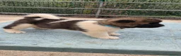 Akita Americano cani in vendita: Cuccioli Akita Americano  - Annuncio 14
