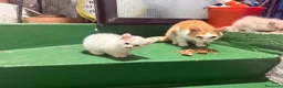 Europeo gatti in regalo: Gattina bianca con macchie rossicce - Annuncio 4