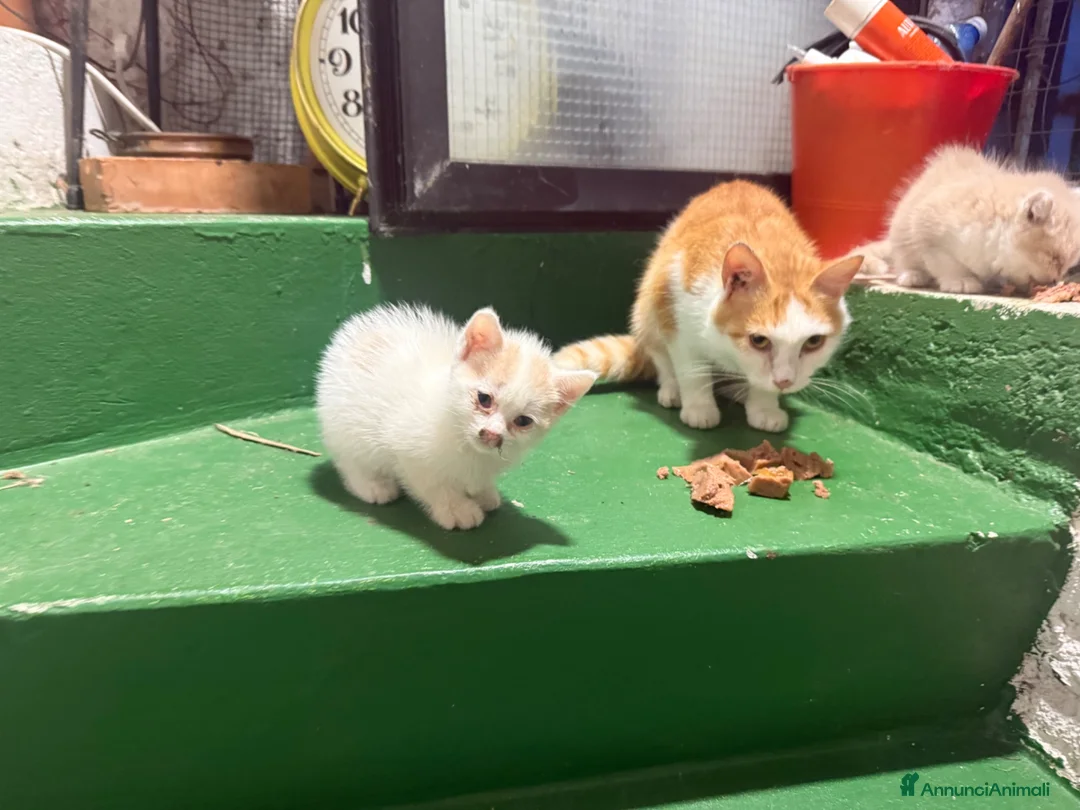Europeo gatti in regalo: Gattina bianca con macchie rossicce - Annuncio 4
