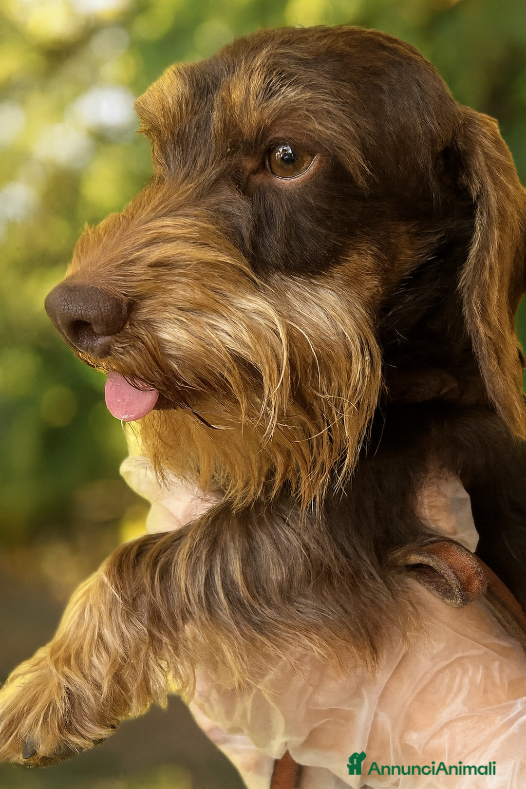 Bassotto cani in vendita: Cuccioli di Bassotto pelo duro con Pedigree Enci - Annuncio 3