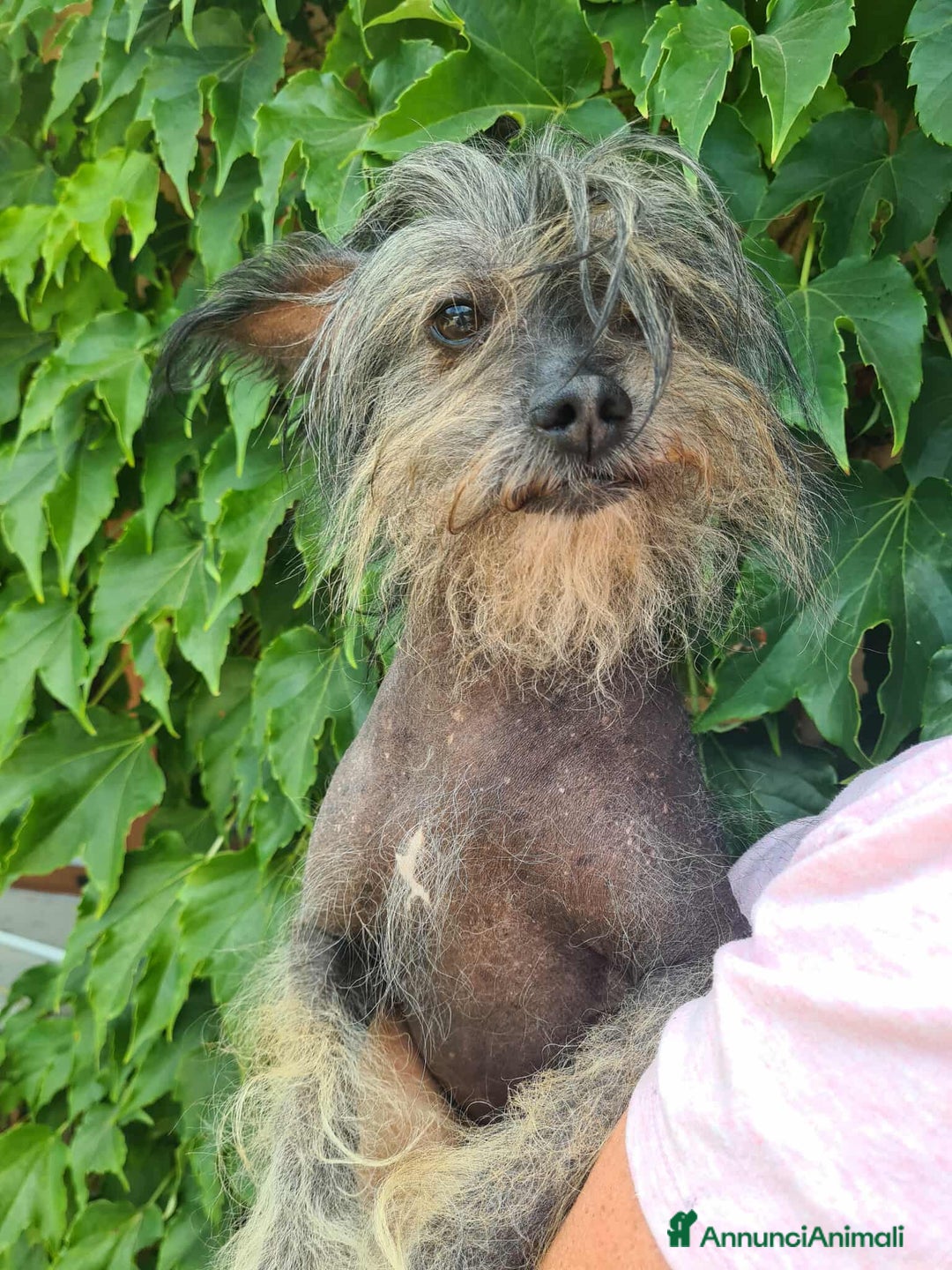 Altre razze cani in regalo: KIWI, simpaticissimo CANE NUDO CINESE. Tg piccola. - Annuncio 5