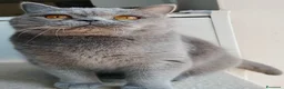 British gatti in vendita: British femmina rehoming - Annuncio 7