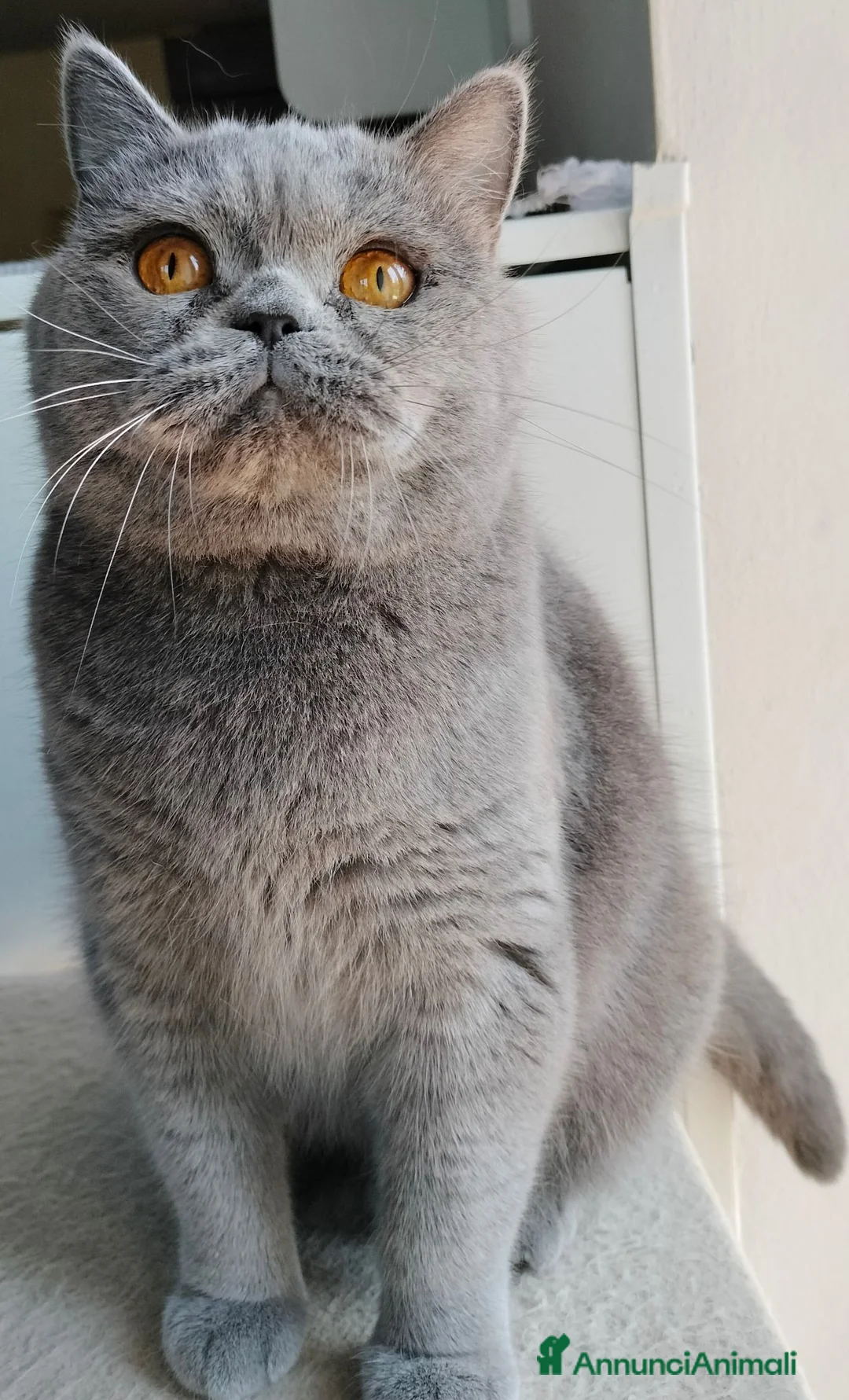 British gatti in vendita: British femmina rehoming - Annuncio 7