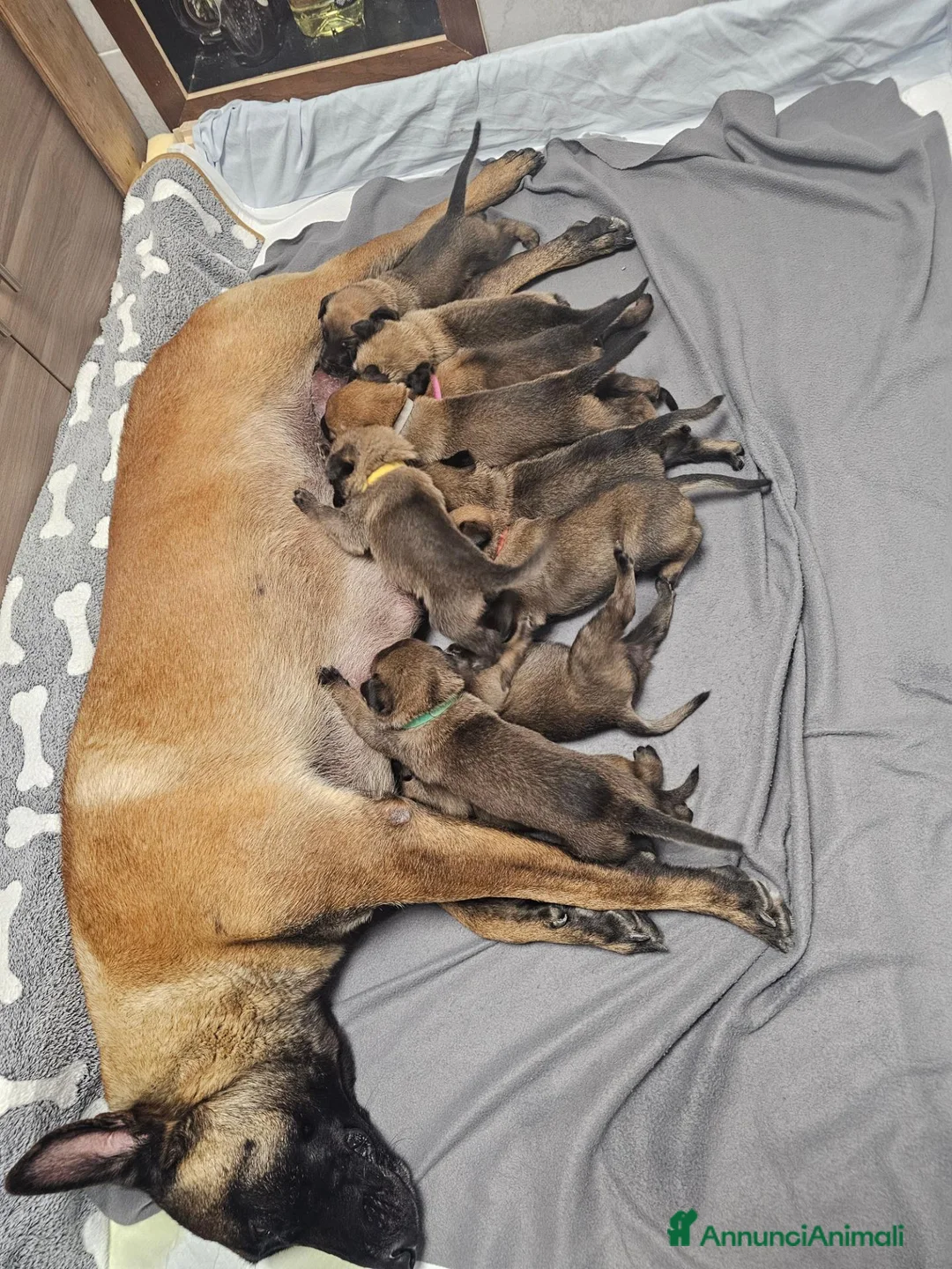 Pastore Belga cani in vendita: Prenotazione  a Città Metropolitana di Bologna - Annuncio 1