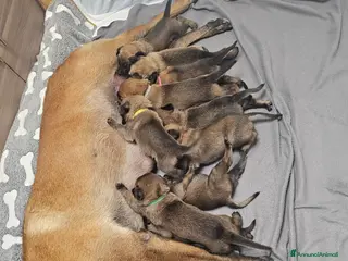 Pastore Belga cani Prenotazione - Annuncio 4