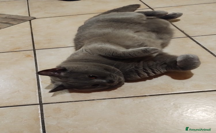 British gatti - Annuncio 2