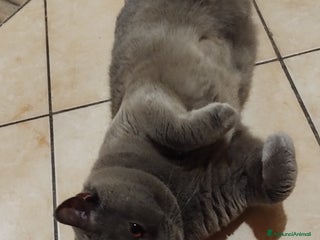 British gatti Maschio x accoppiamento - Annuncio 9