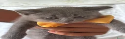 British gatti in vendita: Cuccioli British-Scottish - Annuncio 5