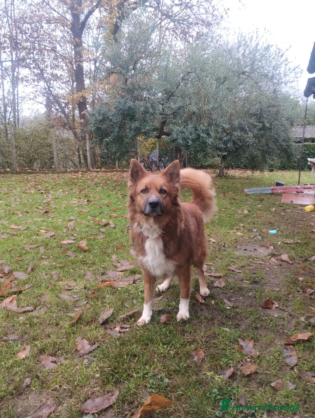 Meticcio cani in regalo: DANKON a Città metropolitana di Roma Capitale - Annuncio 5