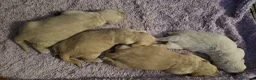 Golden Retriever cani in vendita: Cucciole Golden Retriever  - Annuncio 13