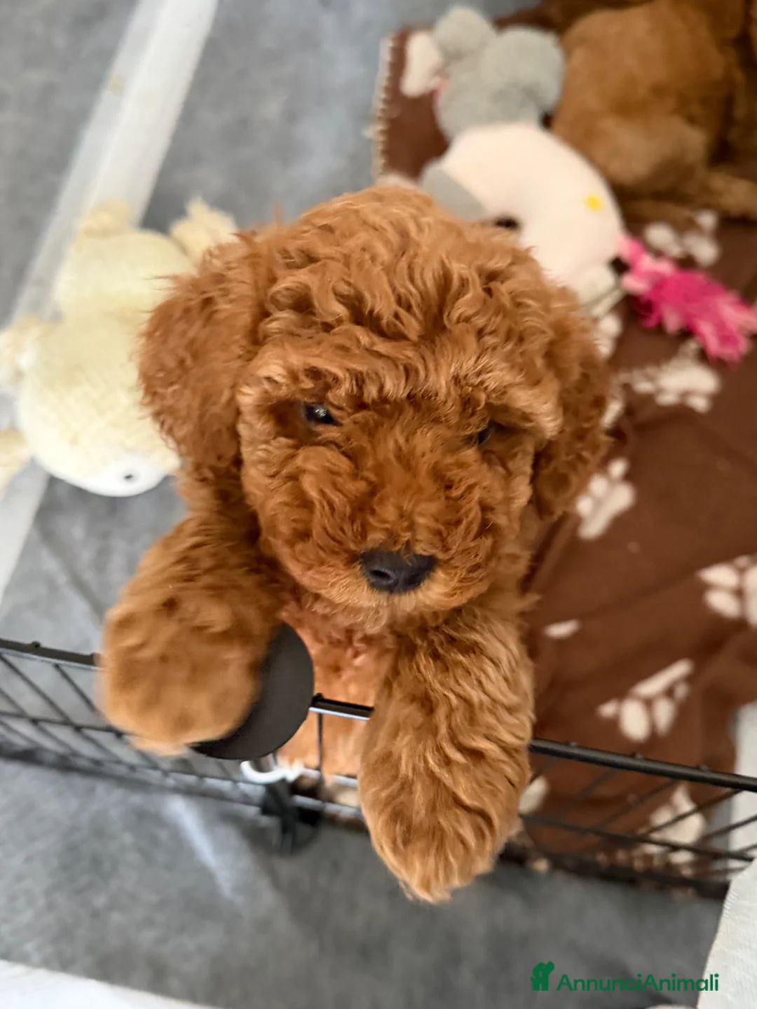 Barboncino cani in vendita: Cuccioli di Barboncino  - Annuncio 2