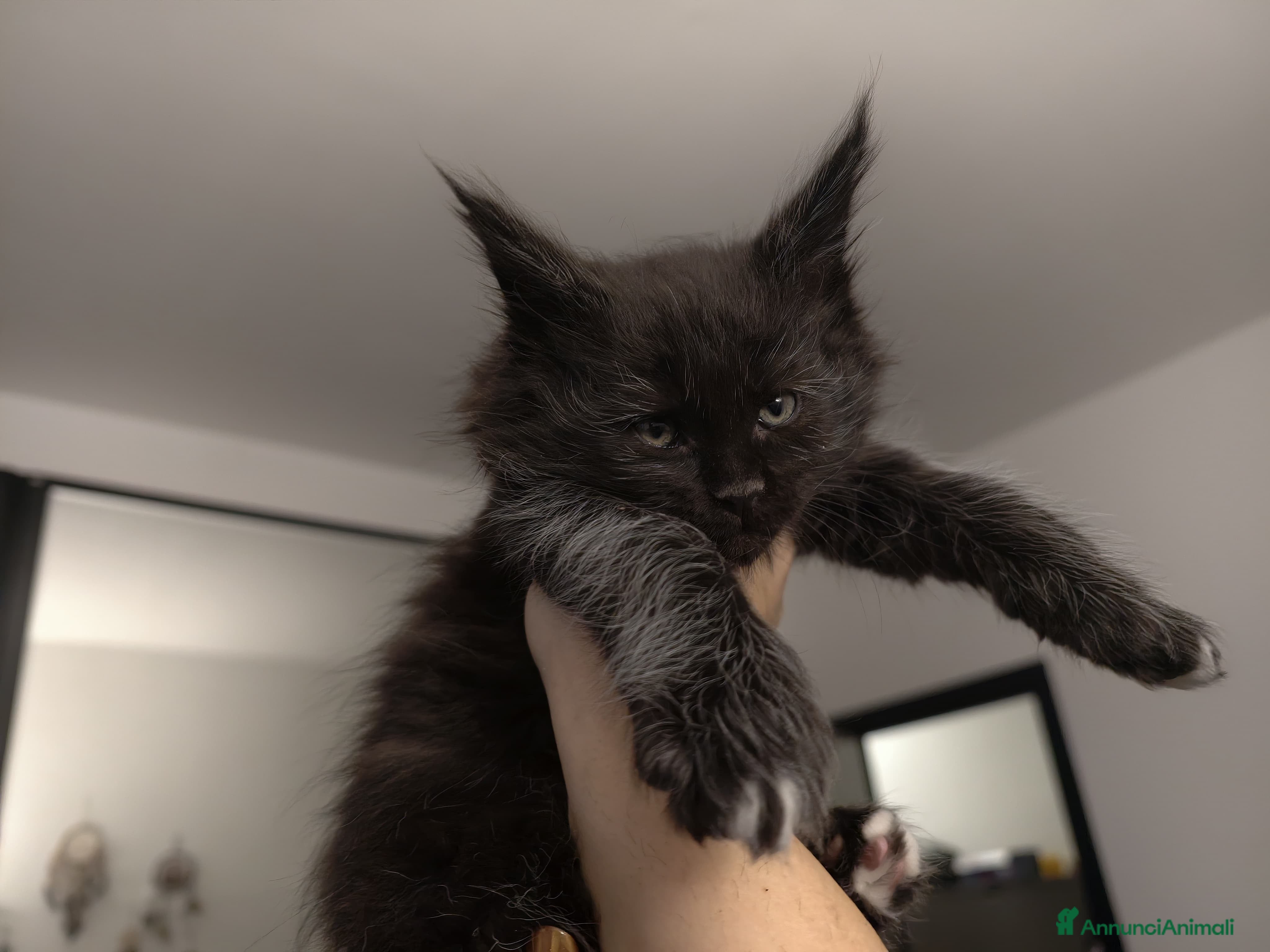 Maine Coon gatti Cucciolo Maine coon nero  - Annuncio 11