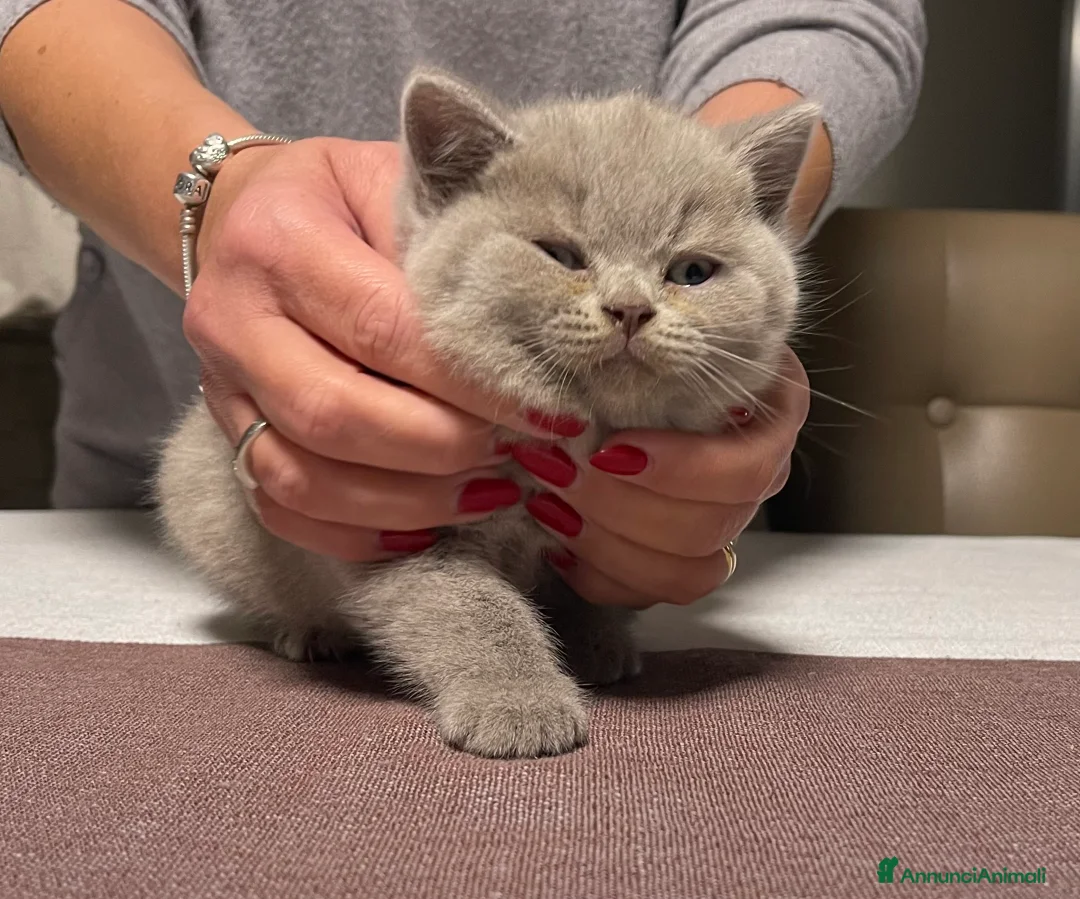 Immagine della galleria {{count}}