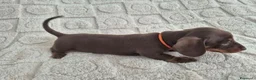 Bassotto cani in vendita: Bassotti Nani  (genetica controllata) - Annuncio 4