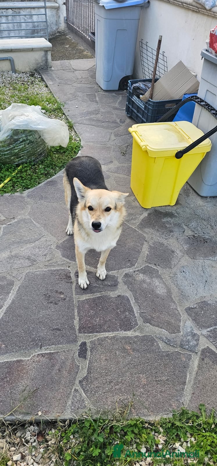 Altre razze cani JOI 1 ANNO E MEZZO - Annuncio 1