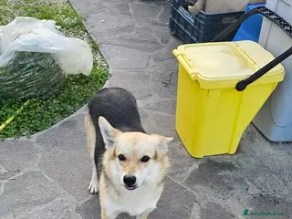 Altre razze cani JOI 1 ANNO E MEZZO - Annuncio 15