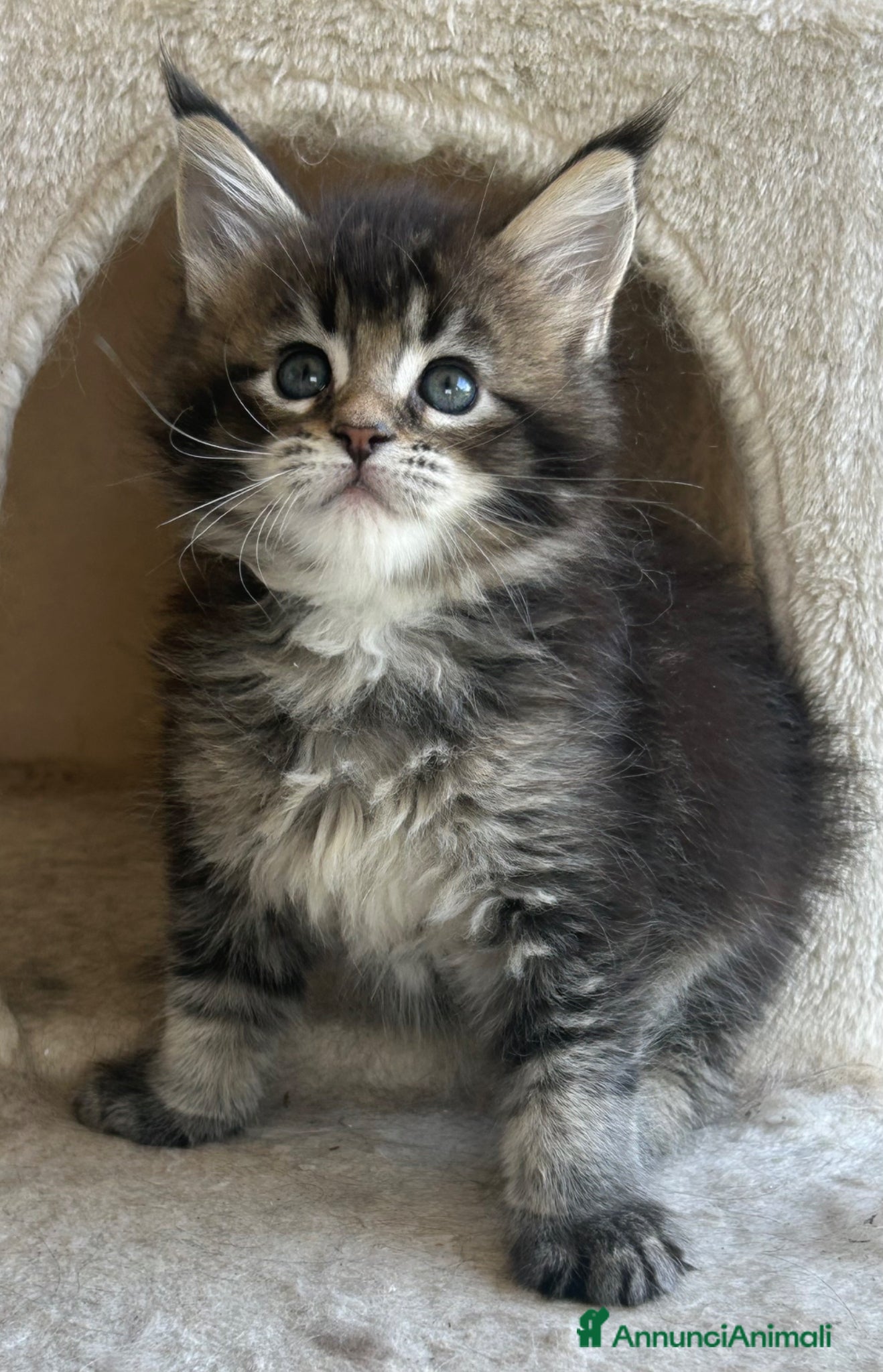 Maine Coon gatti Maine Coon - Annuncio 1