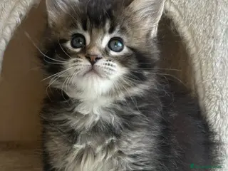 Maine Coon gatti Maine Coon - Annuncio 1