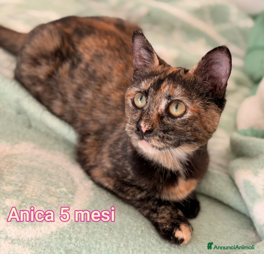 Europeo gatti in regalo: GATTINI ABBANDONATI: URGENTE  - Annuncio 5