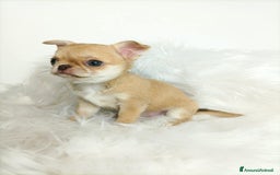 Chihuahua cani in vendita: Chihuahua cuccioli  a Roma - Immagine 5