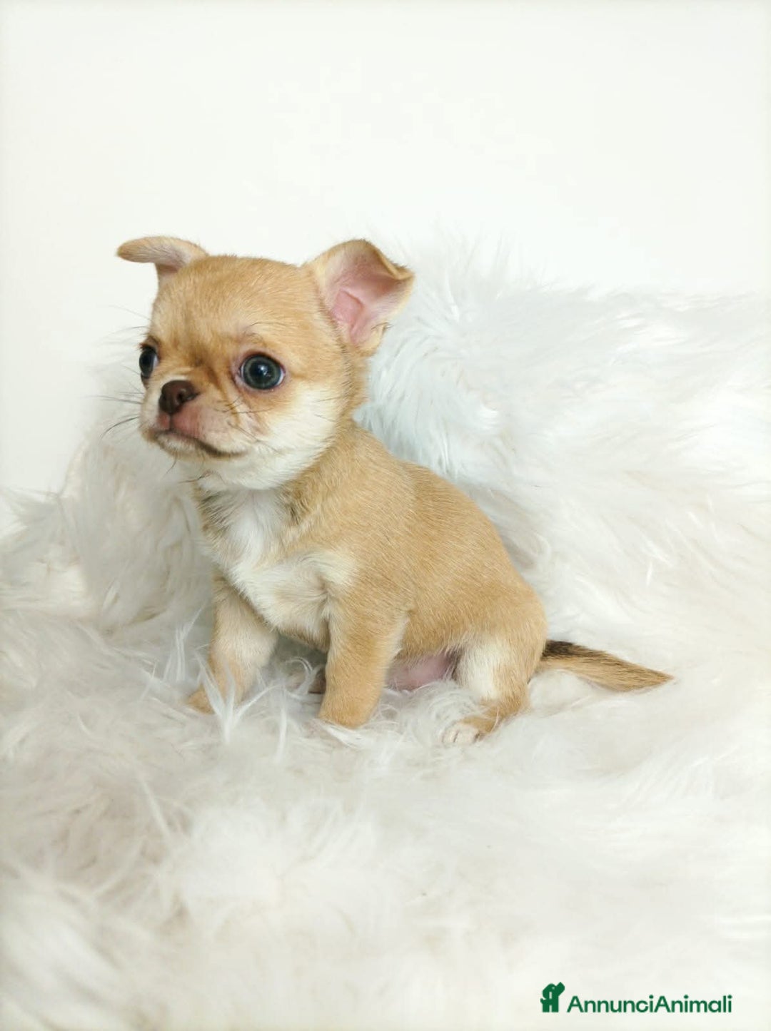 Chihuahua cani in vendita: Chihuahua cuccioli  a Roma - Immagine 5