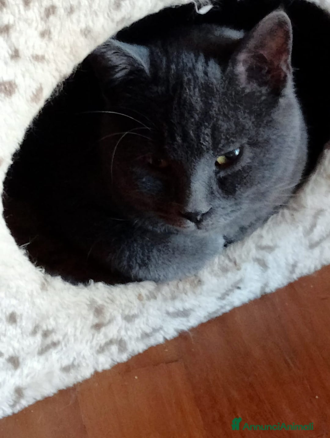 Certosino gatti in regalo: Certosino - Annuncio 2