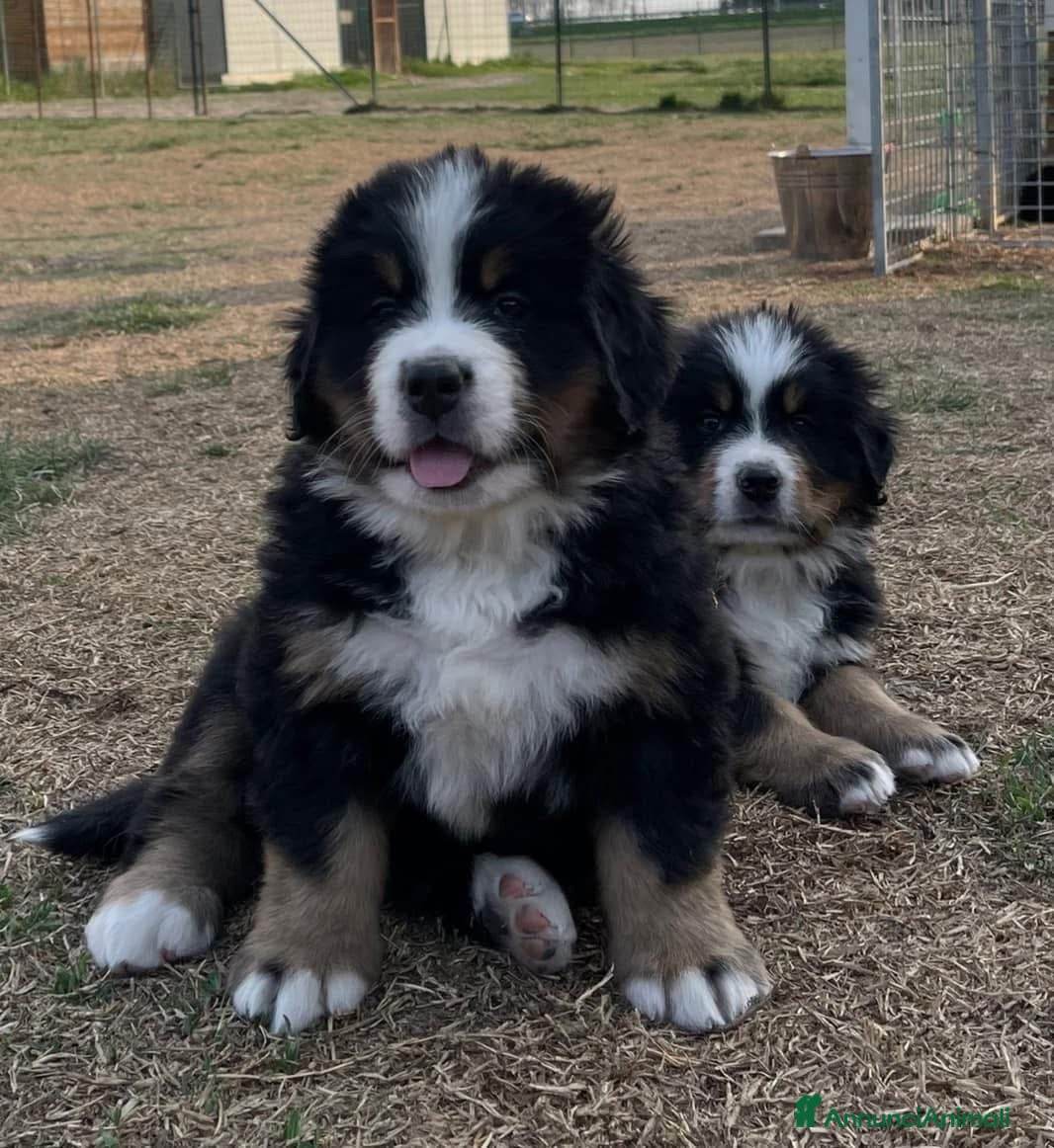Bovaro del Bernese cani Disponibili cuccioli con pedigree - Annuncio 1