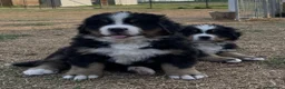 Bovaro del Bernese cani in vendita: Disponibili cuccioli con pedigree - Annuncio 1
