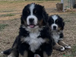 Bovaro del Bernese cani Disponibili cuccioli con pedigree - Annuncio 2