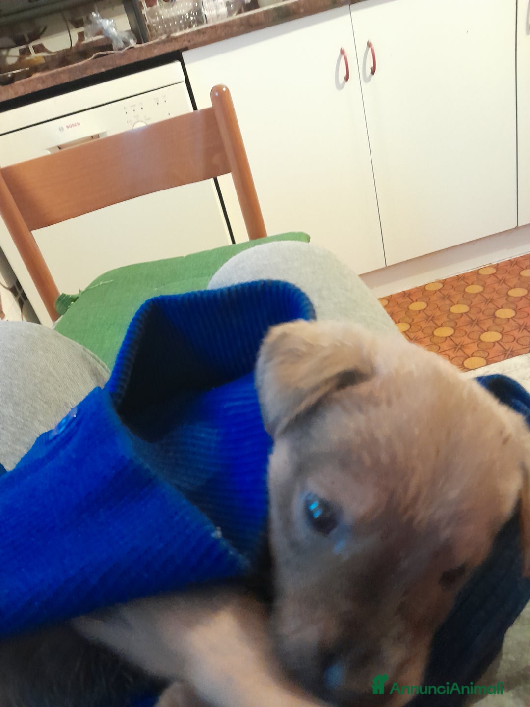 Meticcio cani in regalo: Regalo cagnolino  - Annuncio 3