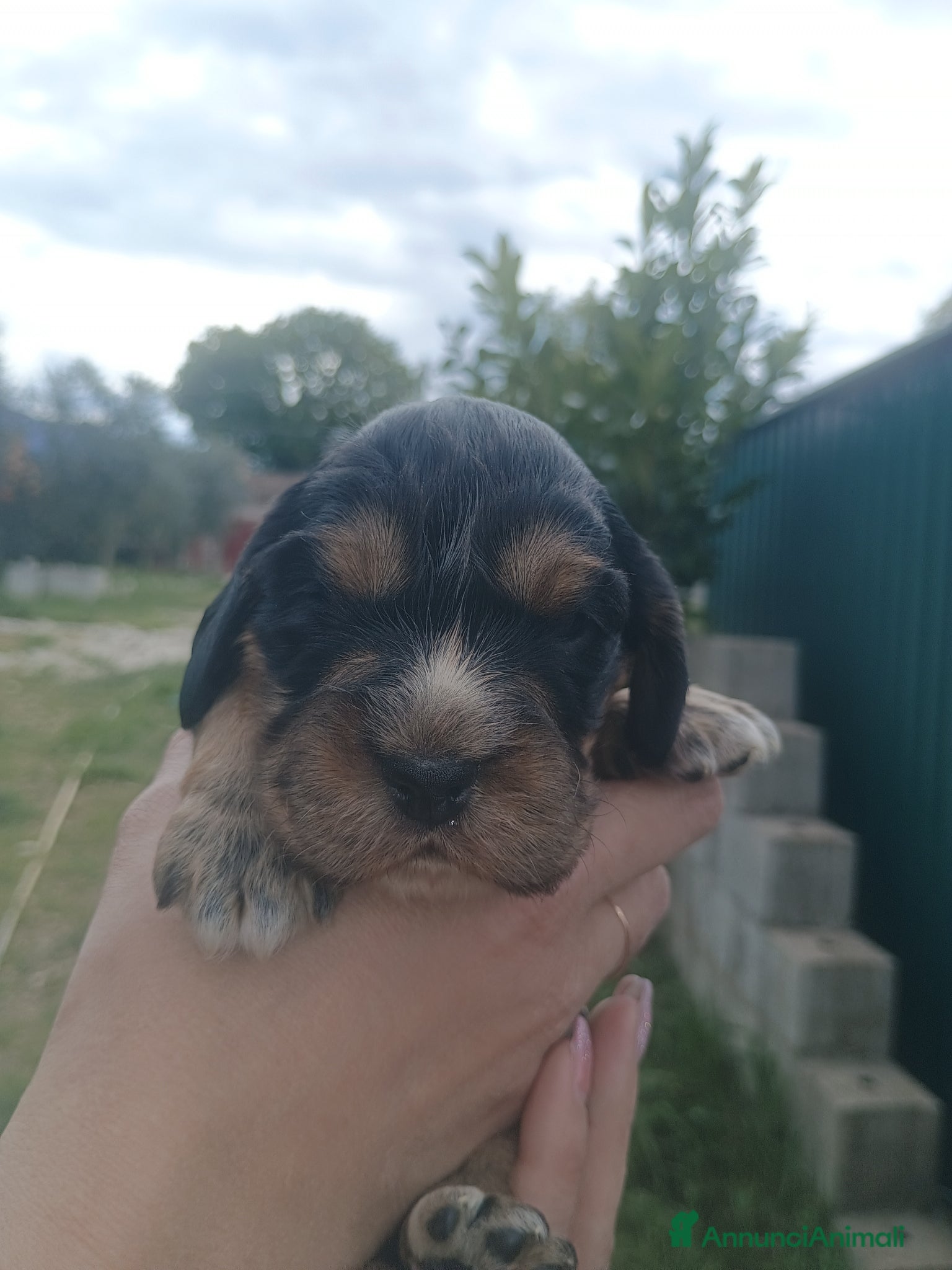 Cocker cani Cocker  - Annuncio 1