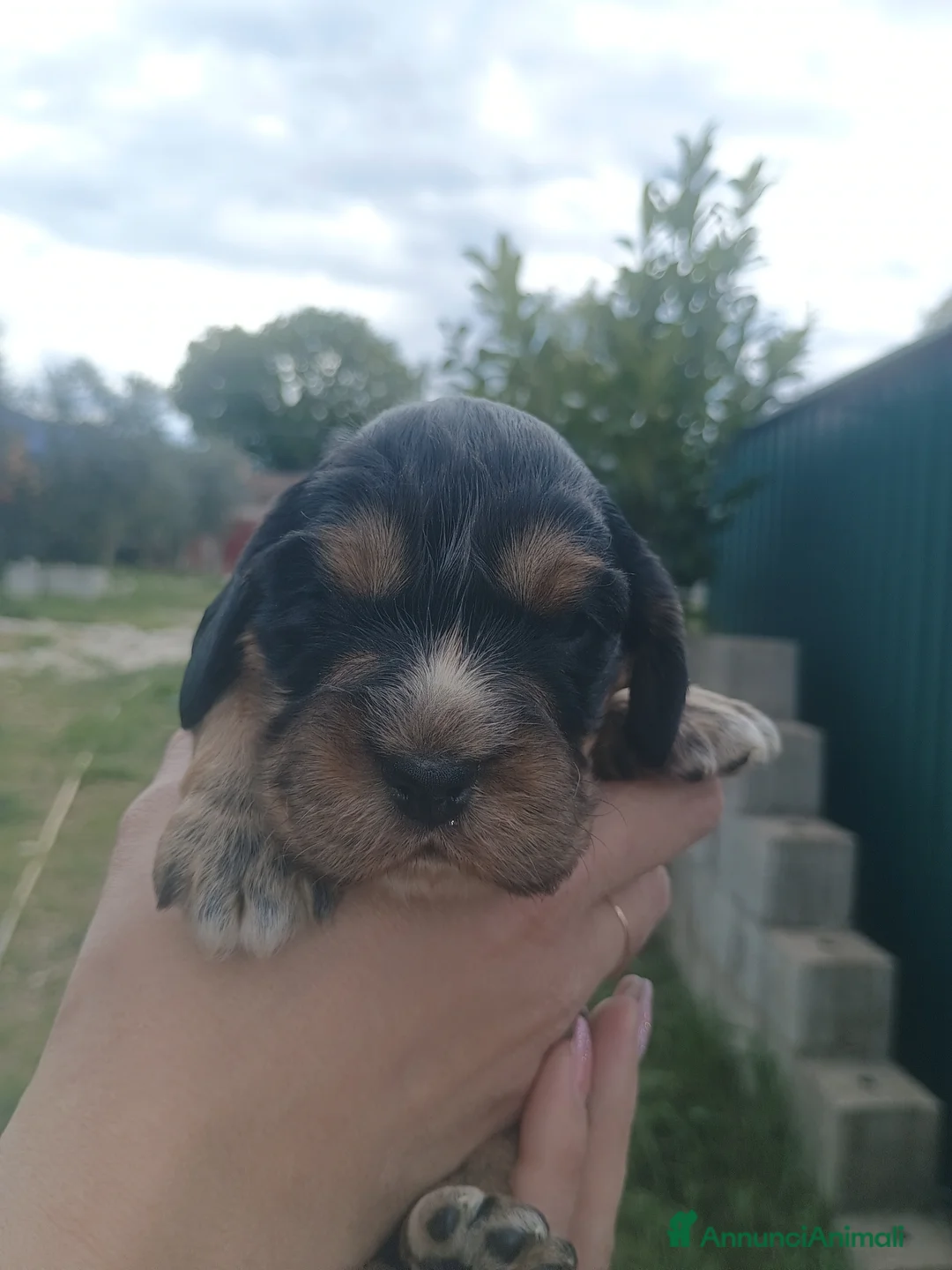 Cocker cani in vendita: Cocker  - Annuncio 1