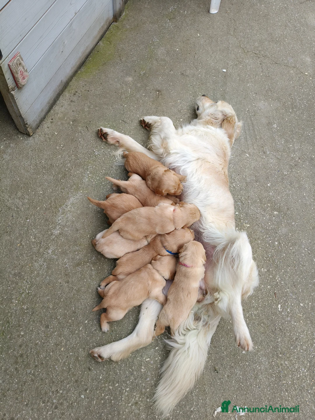 Golden Retriever cani in vendita: Cuccioli di Golden retriever con pedigree  - Annuncio 5