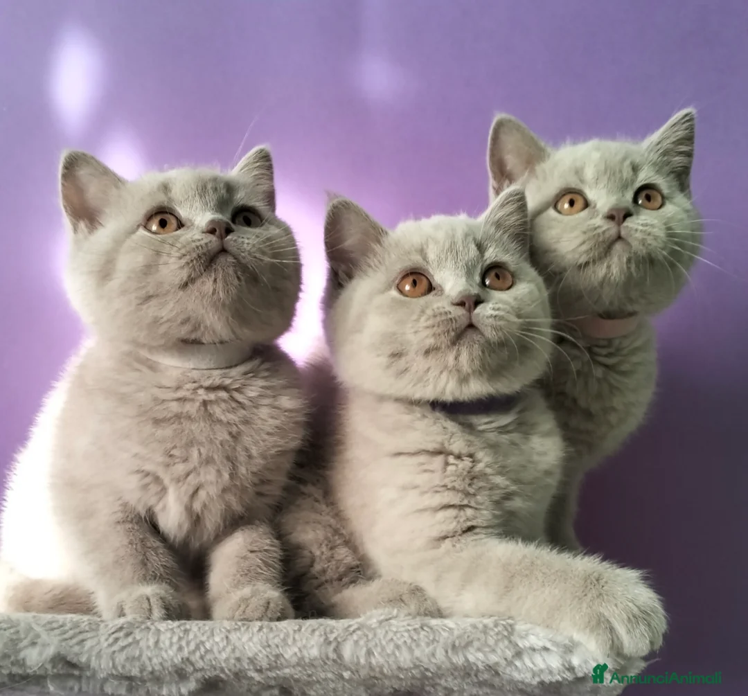British gatti in vendita: Cuccioli British Shorthair  - Annuncio 1