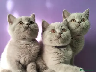 British gatti Cuccioli British Shorthair - Annuncio 15