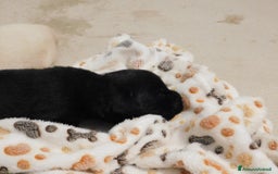 Labrador cani in vendita: Cuccioli di Labrador GIALLI e NERI a Provincia di Vicenza - Immagine 7