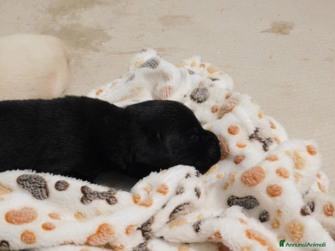 Labrador cani in vendita: Cuccioli di Labrador GIALLI e NERI a Provincia di Vicenza - Immagine 7